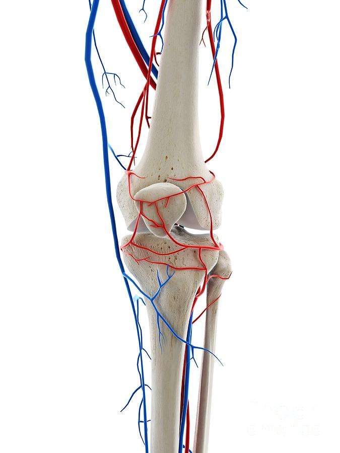 KNEE Anatomy